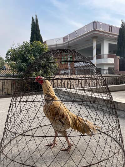 Peela Aseel available for sale