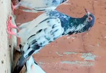 2 jory golden out callss eng bacho ki garnti watsap namb 0348.68. 30041