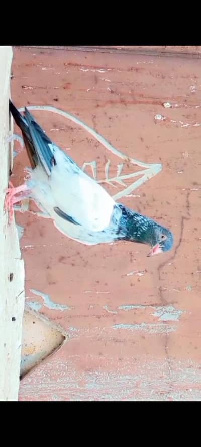 golden miya sahb waly rampuri kanto waly tadi ch sahb 0348.68. 30041