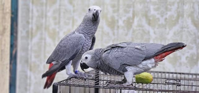 African grey parrot 7 month age=03424575705