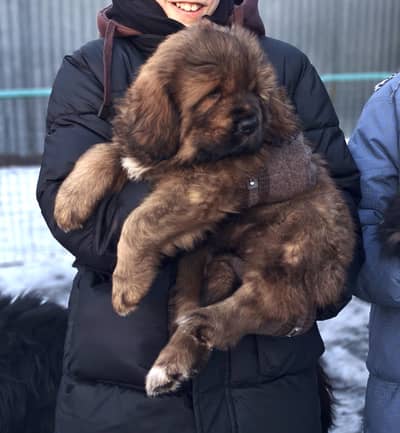 IMPORTED TIBETAN MASTIFF - TOP QUALITY - HIGHLY PEDIGREED - AVAILABLE