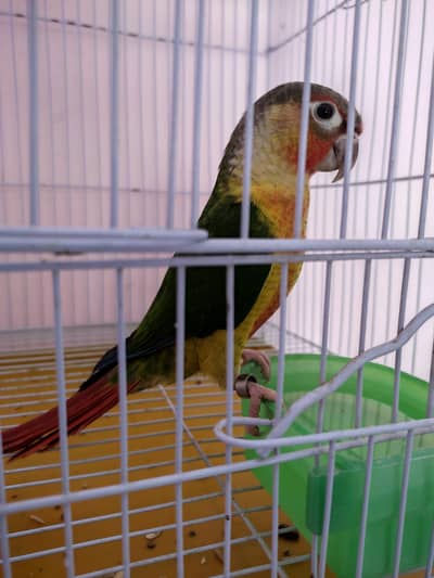 Extreme High Quality Red Factor Conure