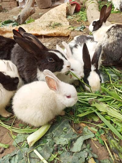 Rabbit  for sale white 4000 and black and white 2400 pair