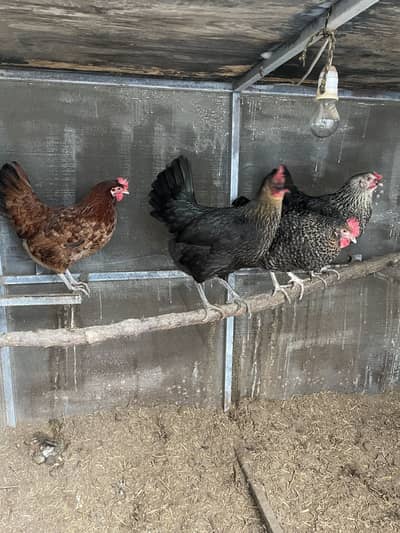 Desi Anday Denay Wali Desi Murgiyan