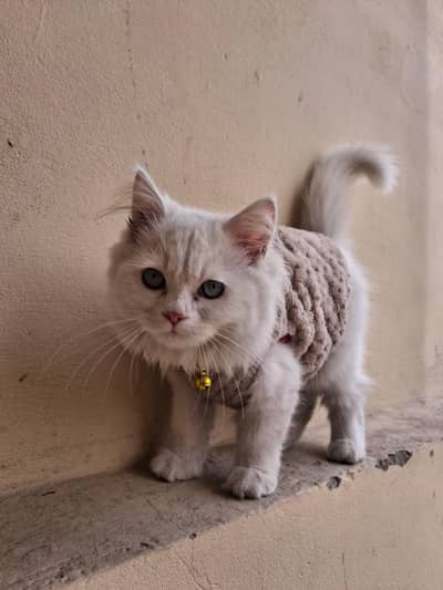 New Born Persian cats