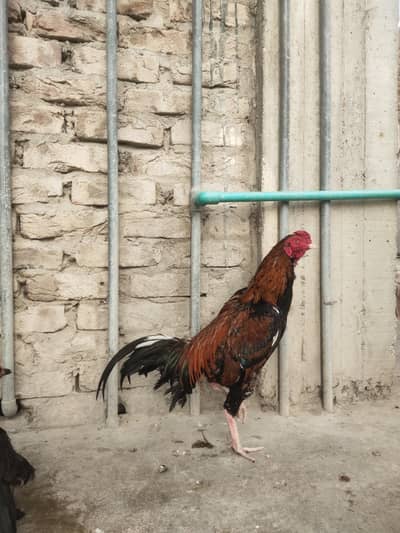 Aseel lakha for sala