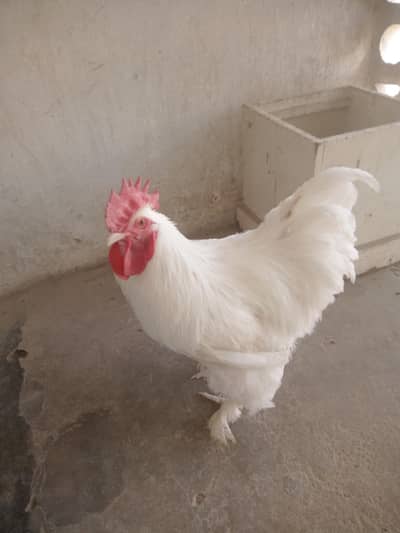 White Buff for selling