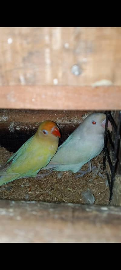 Love Birds pair forsale (Sale price offer)