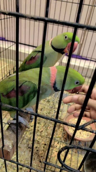 2 Male Pahari Raw Parrot (Audlt)