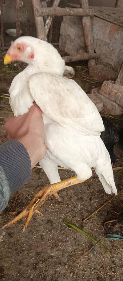 Aseel hens and chicks