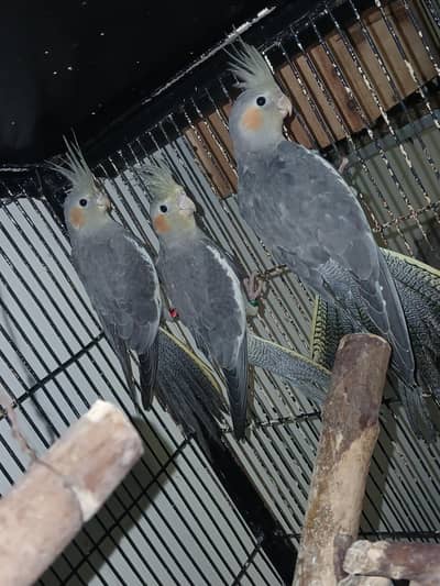 ready to breed  female