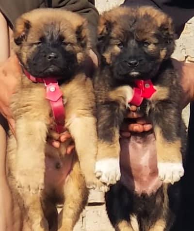 king Kurdish kangal puppies security Dog available for sale
