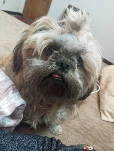 2years adult beautiful neutral dog vaccinated