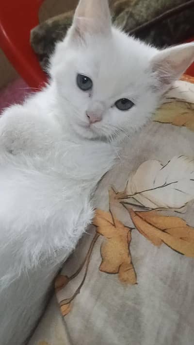 Healthy Adorable Persian kitten available