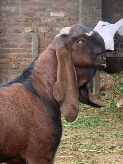 Gaot for sale in Lahore