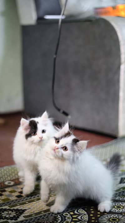 Persian female kitten for sale 0320-82-95-997 Whatsapp number