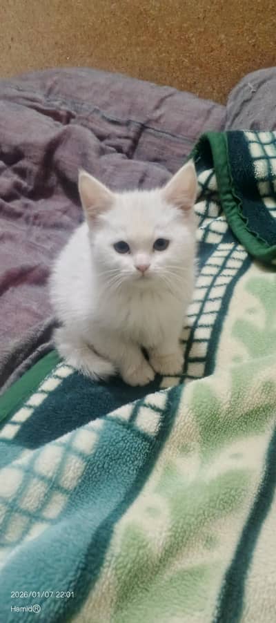 Healthy Adorable Persian kitten available