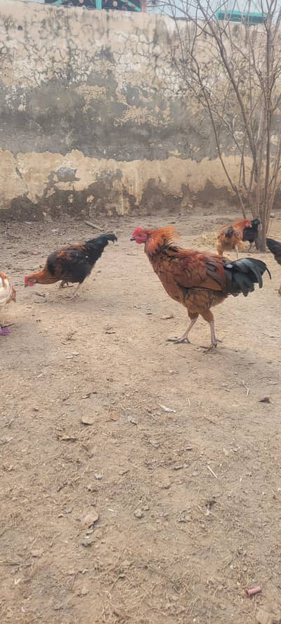 pure desi golden misri male for sale