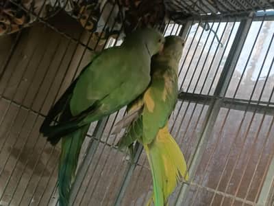 green parrot pair