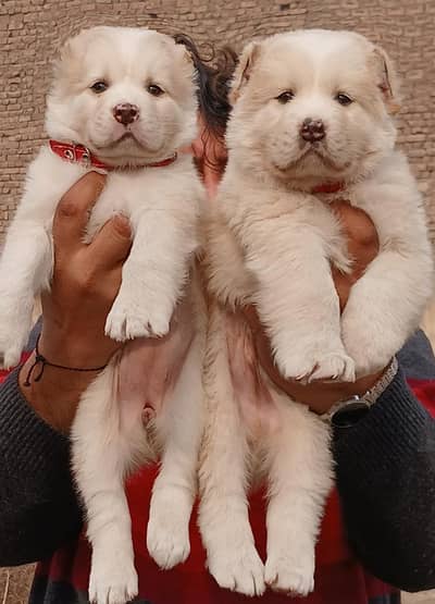 Afghan Kuchi | pure Afghan Kuchi puppies pair | Afghan Kuchi dog