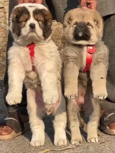 Afghan Kuchi | pure Afghan Kuchi puppies pair | Afghan Kuchi dog