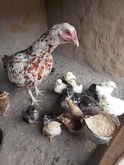 Only 17 Cheeks With hen Par cheeks