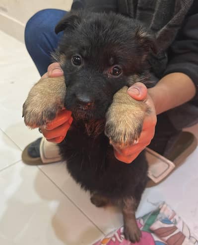German Shepherd 8 puppies for sale