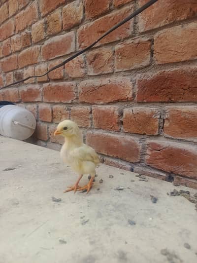 quality Heera aseel chicks for sale