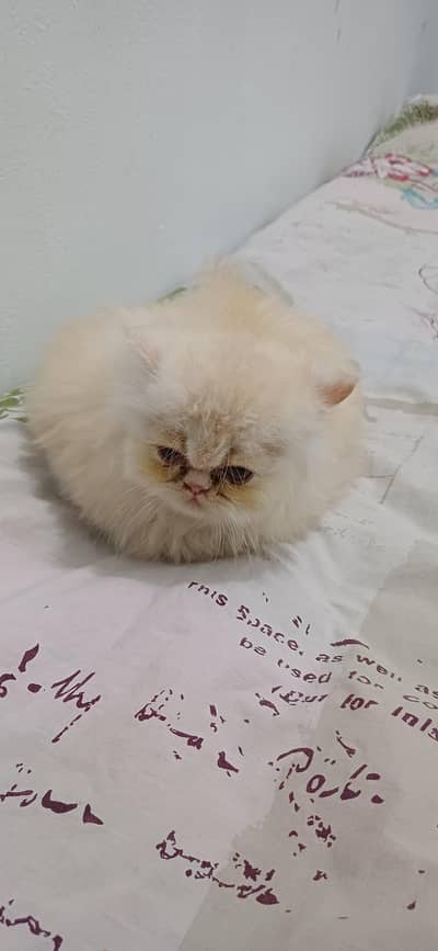 persian cat for sale