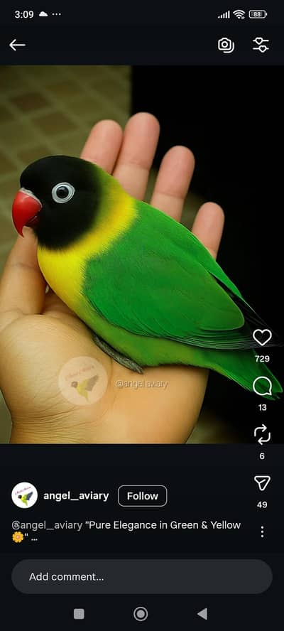 black mask yellow chest Holland breed