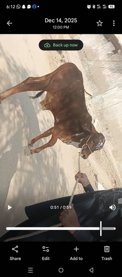 bachra health active khubsurt