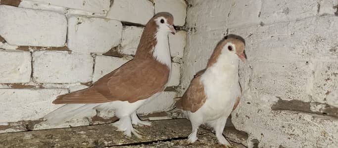 Red Sherazi Pigeon Young Pair Fancy Kabootar