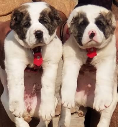 Afghan Kuchi | pure Afghan Kuchi puppies pair | Afghan Kuchi dog
