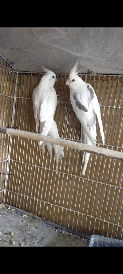 Eno V. pide male Eno Red eyes female