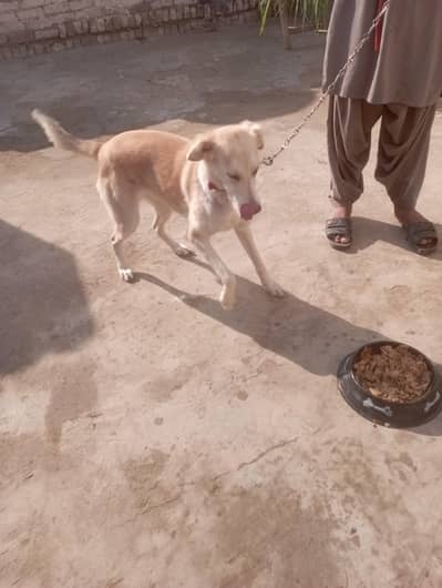 husky brown German Shepherd