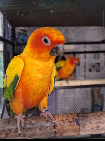 Breeder pair with average of 4 chicks