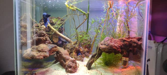 Aquarium with Betta fish