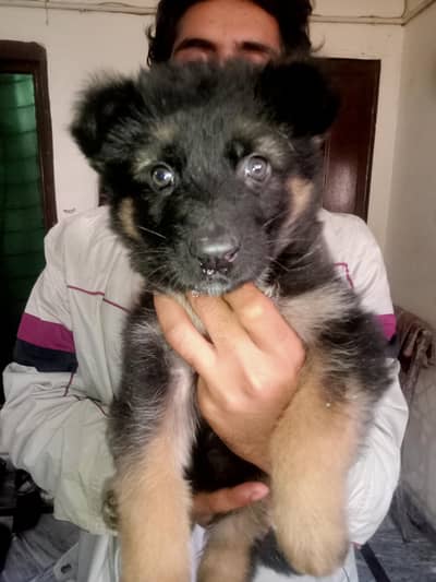 German Shepherd puppy Long coat female