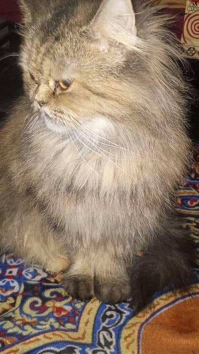 punch face breeder female