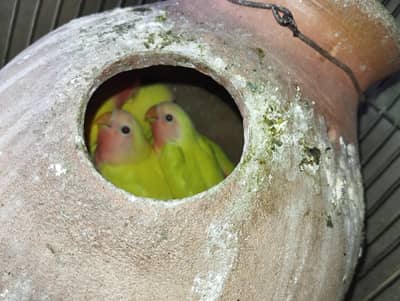 lotino with eggs and chick