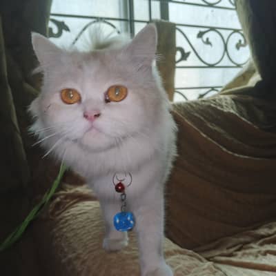 cute Persian cat