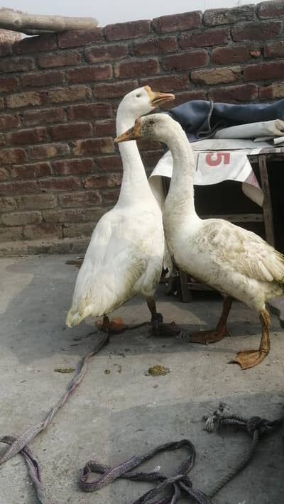 long neck duck ducks beautiful ducks ducks chickens babies baby