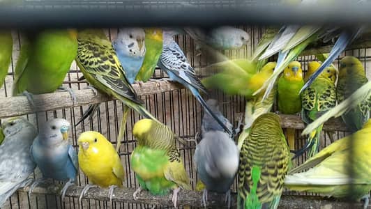Budgies pairs Available. . .