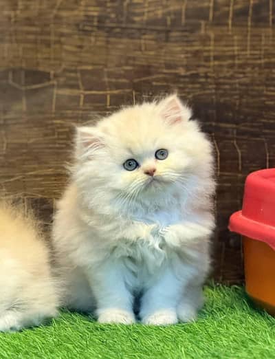 Persian female kitten for sale 0320-82-95-997 Whatsapp number