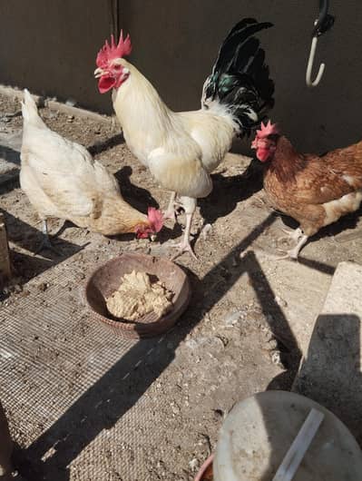 2 egg lying hens for sale  with cock