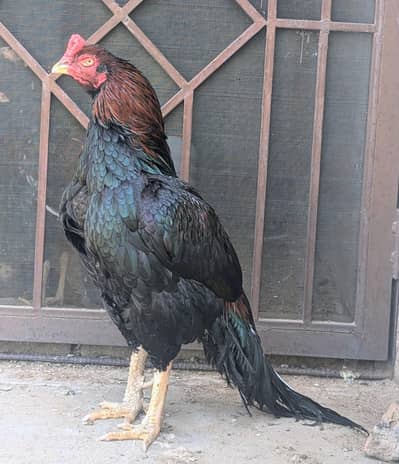 Aseel Mianwali Lakha 