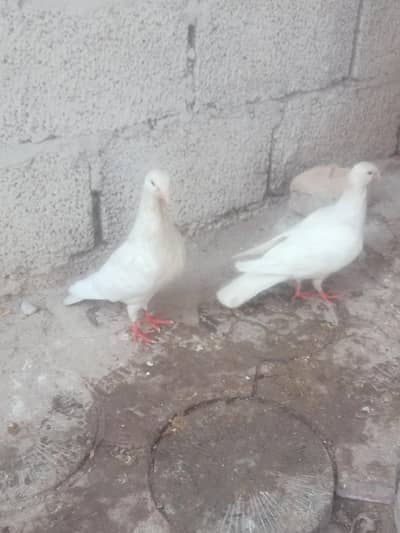 German beauty paper white