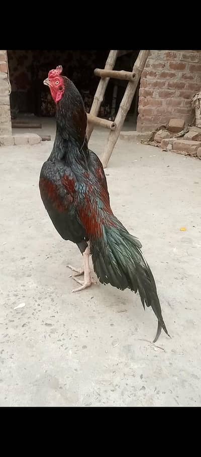 aseel 0 saiz 03106295848