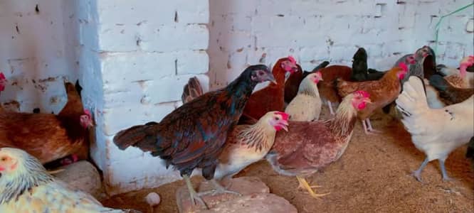 Golden Misri | desi murghi | Eggs laying hens | Ande wali murgiyan