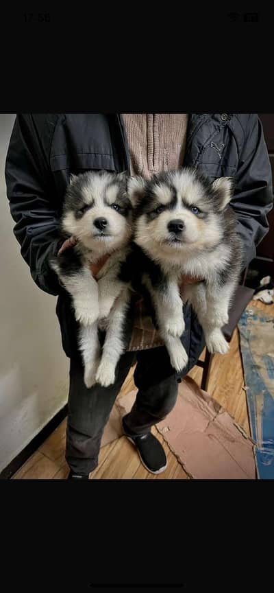 Siberian husky puppies contact 03318523666